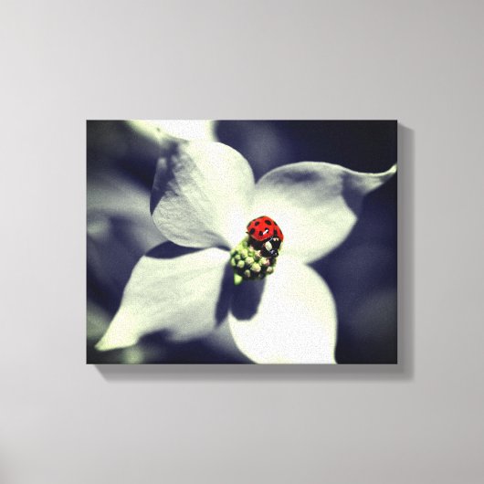 Ladybug op Dogwood Flower Partiële kleur Canvas Afdruk (Voorkant)