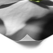 Ladybug op Dogwood Flower Partiële kleur Poster (Hoek)