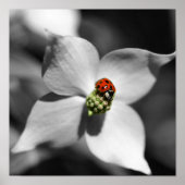 Ladybug op Dogwood Flower Partiële kleur Poster (Voorkant)