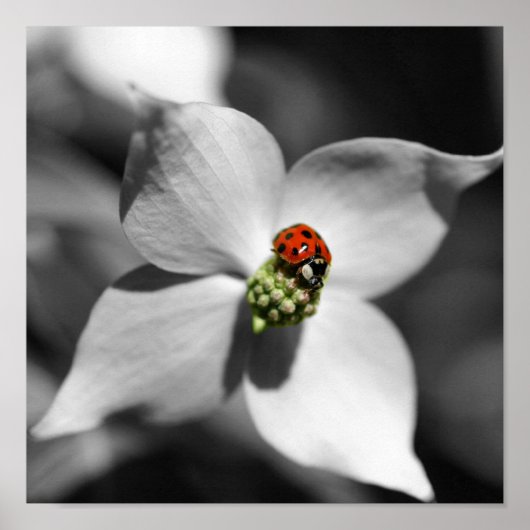 Ladybug op Dogwood Flower Partiële kleur Poster (Voorkant)