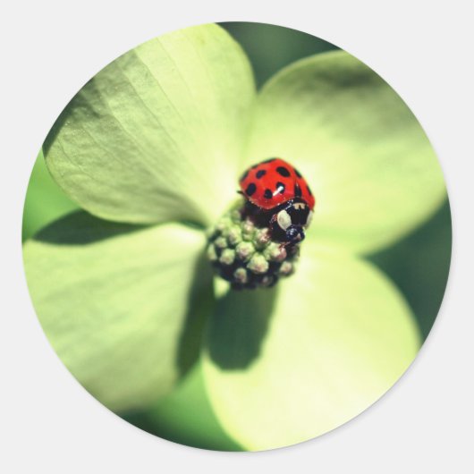 Ladybug op Dogwood Flower Ronde Sticker (Voorkant)