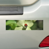 Ladybug op Dogwood Natuur Foto Bumpersticker (Op auto)