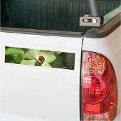Ladybug op Dogwood Natuur Foto Bumpersticker (Op Truck)