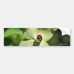 Ladybug op Dogwood Natuur Foto Bumpersticker