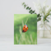 Ladybug op een Briefkaart van gras (Staand voorkant)