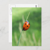 Ladybug op een Briefkaart van gras (Voorkant / Achterkant)