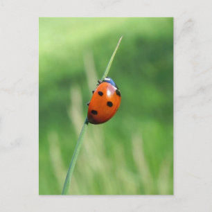 Ladybug op een Briefkaart van gras