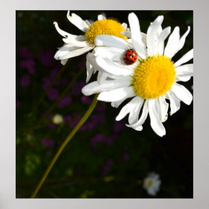 Ladybug op een Daisy Poster