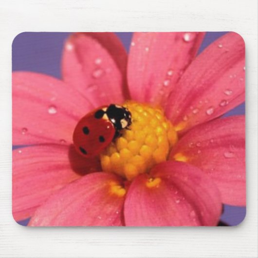 Ladybug op een roze Daisy Muismat (Voorkant)