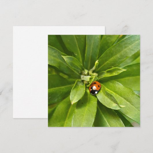 Ladybug op Flowers (Voorkant / Achterkant)