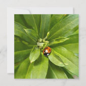 Ladybug op Flowers (Voorkant)
