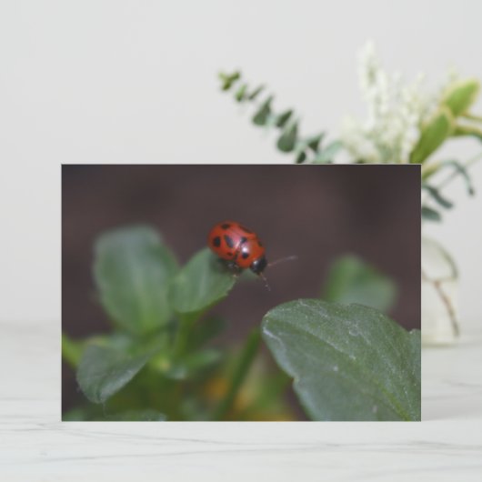 Ladybug op Flowers (Staand voorkant)
