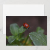 Ladybug op Flowers (Voorkant / Achterkant)