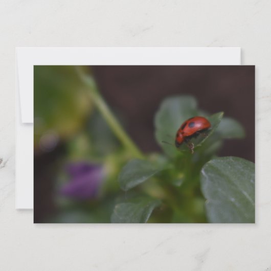 Ladybug op Flowers (Voorkant)