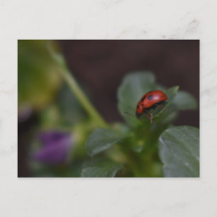 Ladybug op Flowers Briefkaart
