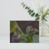 Ladybug op Flowers Briefkaart (Staand voorkant)