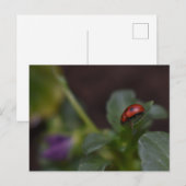 Ladybug op Flowers Briefkaart (Voorkant / Achterkant)
