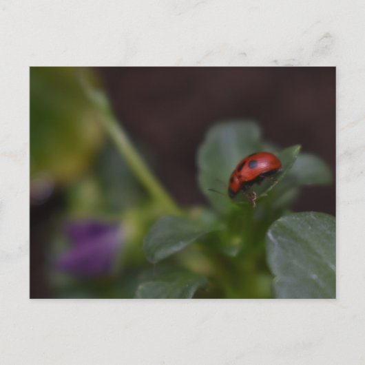 Ladybug op Flowers Briefkaart (Voorkant)