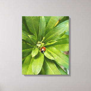 Ladybug op Flowers Canvas Afdruk
