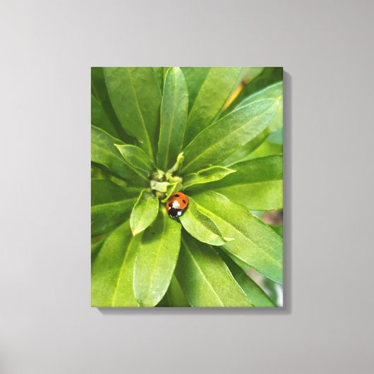 Ladybug op Flowers Canvas Afdruk (Voorkant)