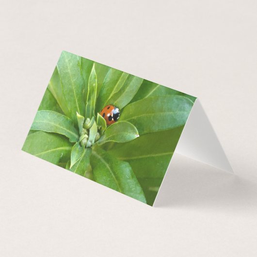 Ladybug op Flowers Kaart (Voorkant)