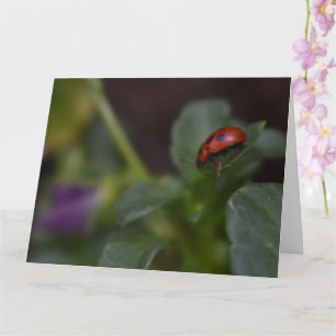 Ladybug op Flowers Kaart