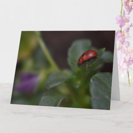 Ladybug op Flowers Kaart (Orchidee)