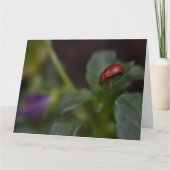 Ladybug op Flowers Kaart (Voorkant)