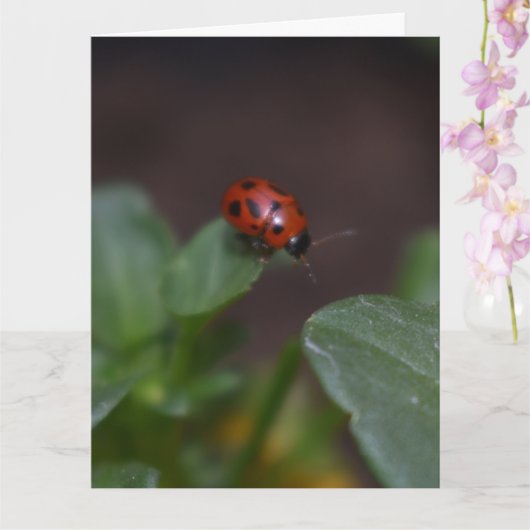 Ladybug op Flowers Kaart (Orchidee)