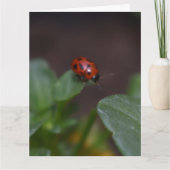 Ladybug op Flowers Kaart (Voorkant)