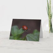 Ladybug op Flowers Kaart (Voorkant)