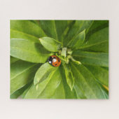 Ladybug op Flowers Legpuzzel (Horizontaal)