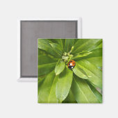 Ladybug op Flowers Magneet (Voorkant / Achterkant)