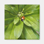 Ladybug op Flowers Magneet (Voorkant)