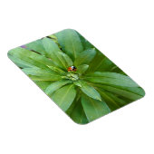 Ladybug op Flowers Magneet (Rechterzijde)