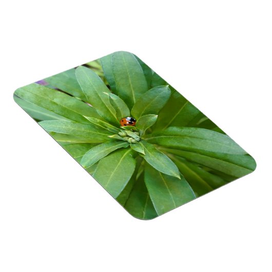 Ladybug op Flowers Magneet (Rechterzijde)