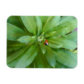 Ladybug op Flowers Magneet (Horizontaal)