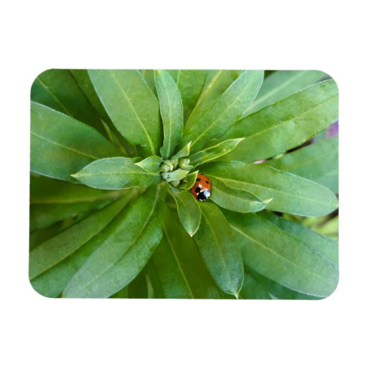 Ladybug op Flowers Magneet (Horizontaal)
