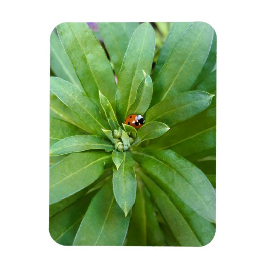 Ladybug op Flowers Magneet (Verticaal)