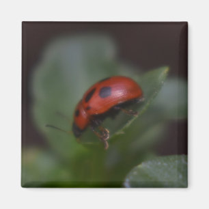 Ladybug op Flowers Magneet
