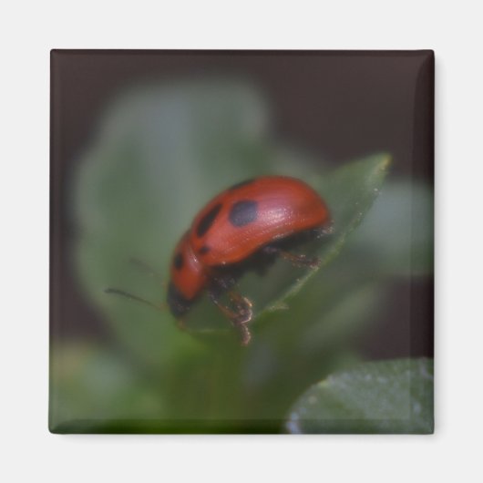 Ladybug op Flowers Magneet (Voorkant)