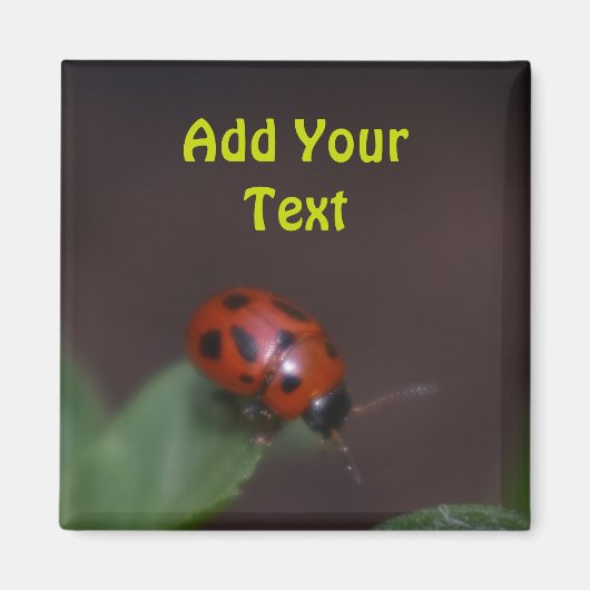 Ladybug op Flowers Magneet (Voorkant)