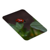 Ladybug op Flowers Magneet (Rechterzijde)