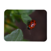 Ladybug op Flowers Magneet (Horizontaal)