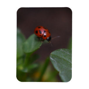 Ladybug op Flowers Magneet