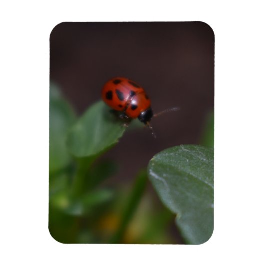 Ladybug op Flowers Magneet (Verticaal)