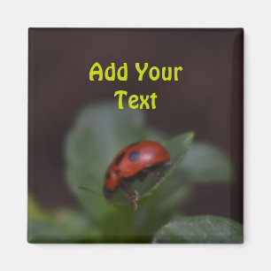 Ladybug op Flowers Magneet