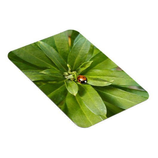 Ladybug op Flowers Magneet (Rechterzijde)