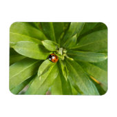 Ladybug op Flowers Magneet (Horizontaal)