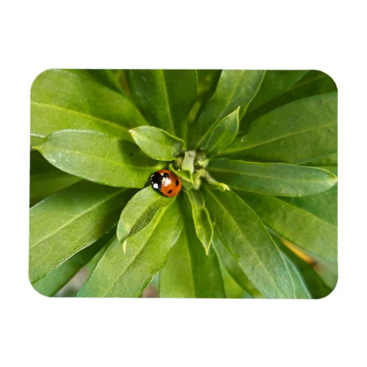 Ladybug op Flowers Magneet (Horizontaal)